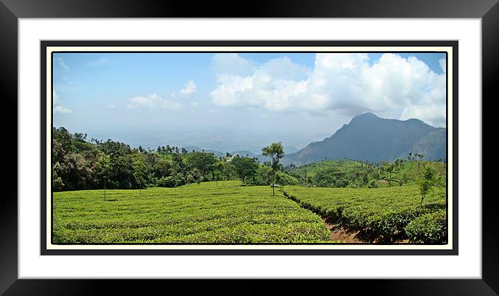 Tea Garden in Ooty Framed Mounted Print by Susmita Mishra