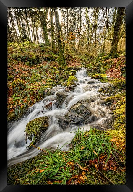 Forest Stream Framed Print by Adrian Evans