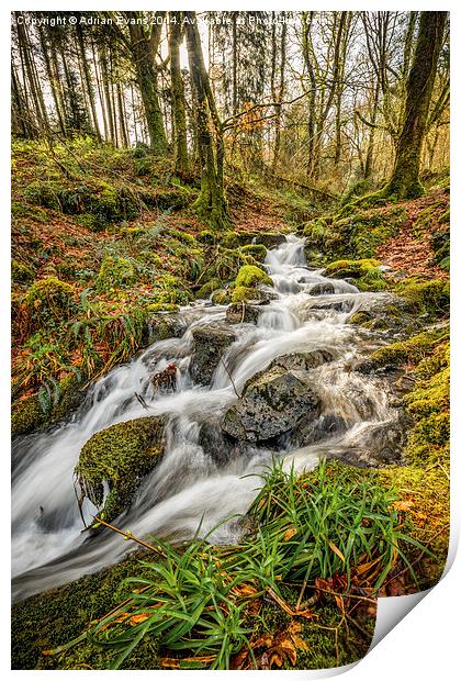 Forest Stream Print by Adrian Evans