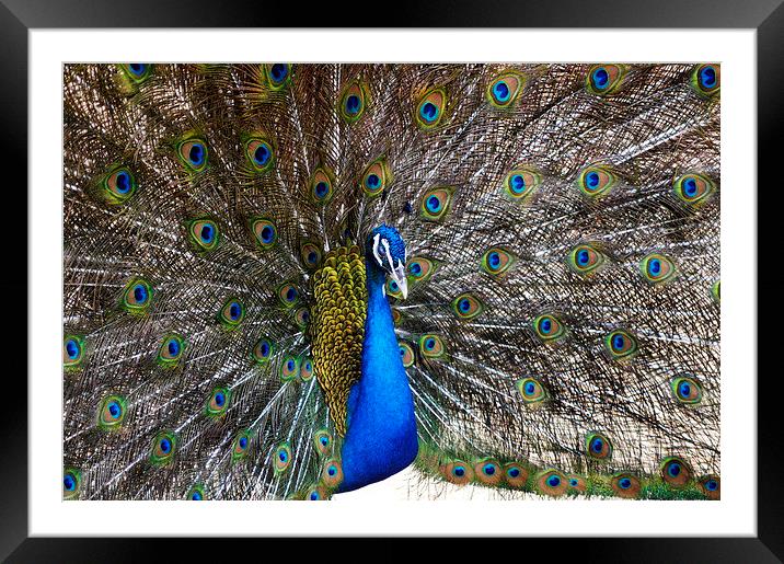 Proud as a Peacock Framed Mounted Print by Jacqueline Burrell