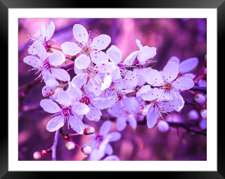 Spring Blossom Framed Mounted Print by Stewart Nicolaou