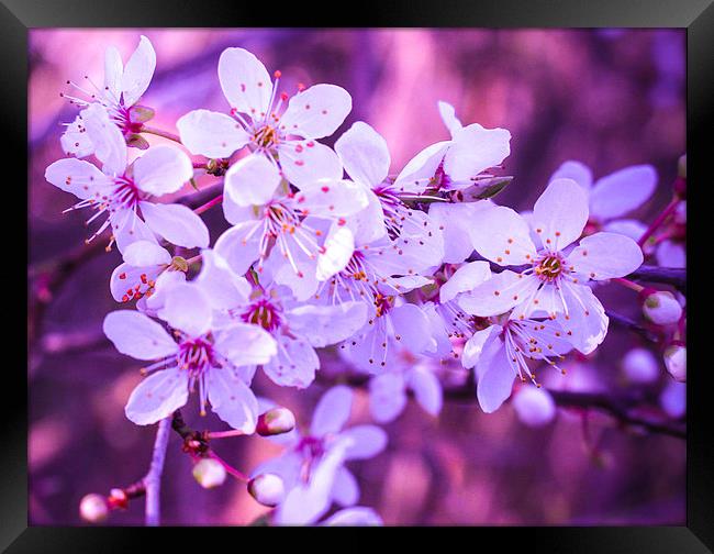 Spring Blossom Framed Print by Stewart Nicolaou