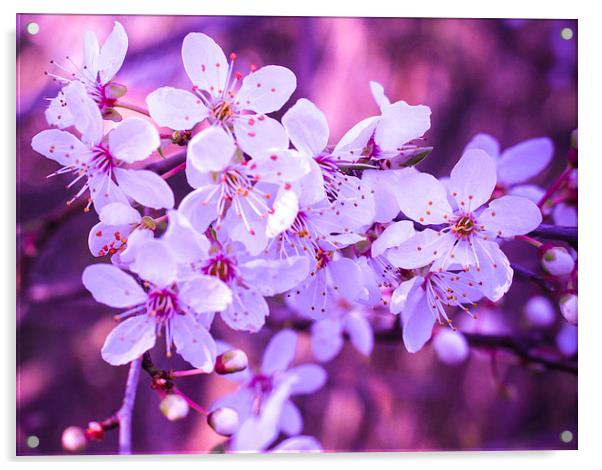 Spring Blossom Acrylic by Stewart Nicolaou