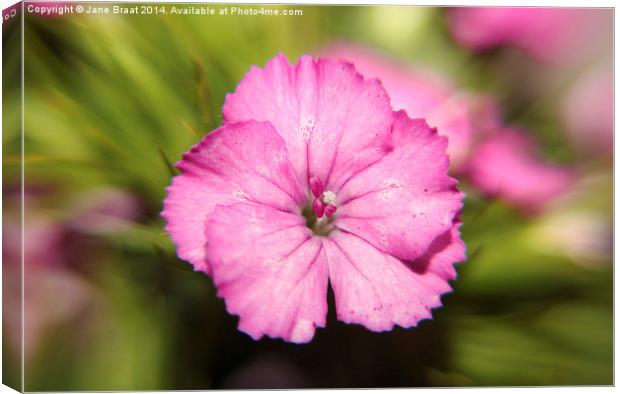 Delicate Pink Sweet William Blossom Canvas Print by Jane Braat