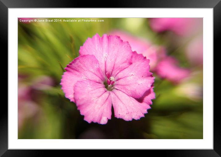 Delicate Pink Sweet William Blossom Framed Mounted Print by Jane Braat