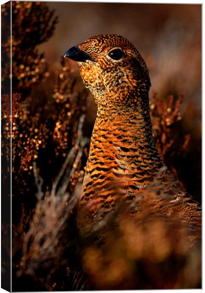 Red Grouse Canvas Print by Macrae Images