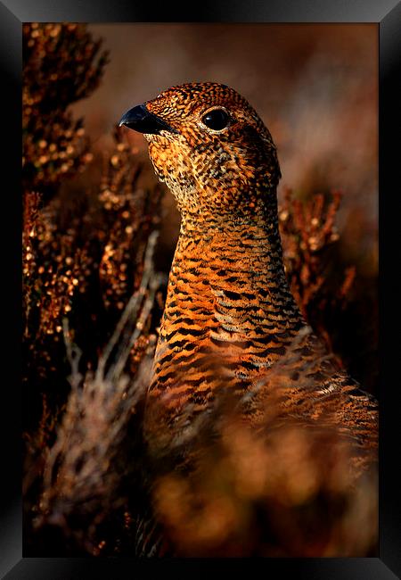 Red Grouse Framed Print by Macrae Images