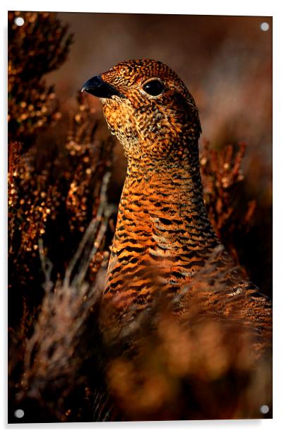 Red Grouse Acrylic by Macrae Images