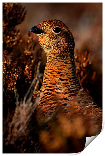Red Grouse Print by Macrae Images