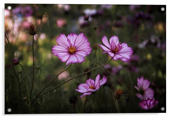 Summer Blooms Acrylic by Ceri Jones