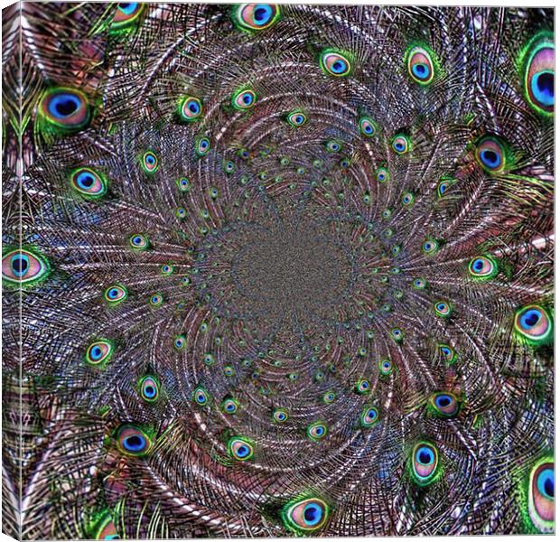 Peacock Vortex Canvas Print by Scott Anderson