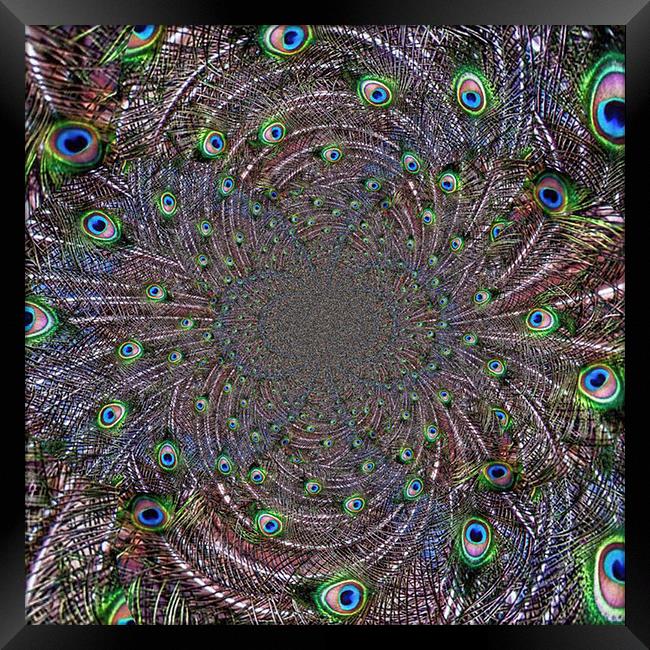 Peacock Vortex Framed Print by Scott Anderson