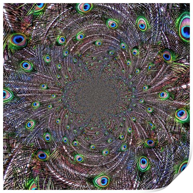 Peacock Vortex Print by Scott Anderson