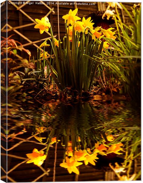 Daffodils Canvas Print by Nigel Hatton