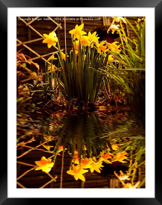 Daffodils Framed Mounted Print by Nigel Hatton