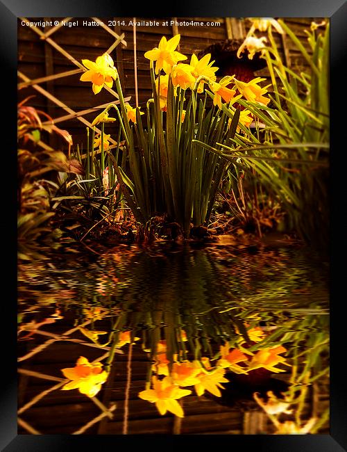 Daffodils Framed Print by Nigel Hatton
