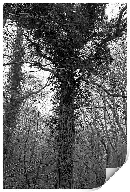 Ivy Tree Print by Thomas Mudge