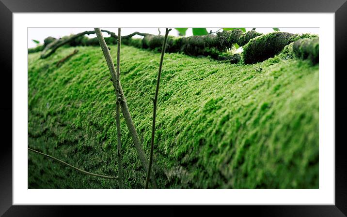 Mossy Bark Framed Mounted Print by Thomas Mudge