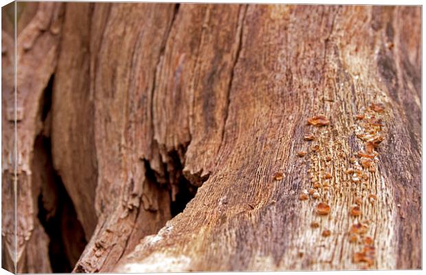 Weathered Wood Canvas Print by Thomas Mudge