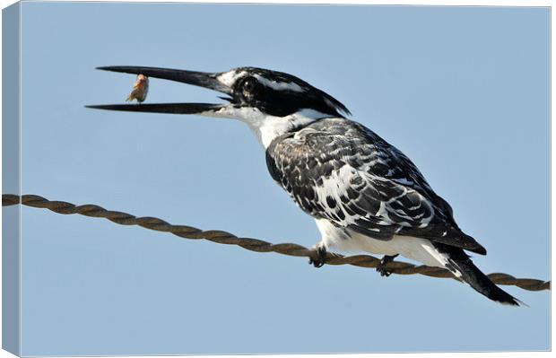 Pied Kingfisher with a Fish Canvas Print by Jacqueline Burrell