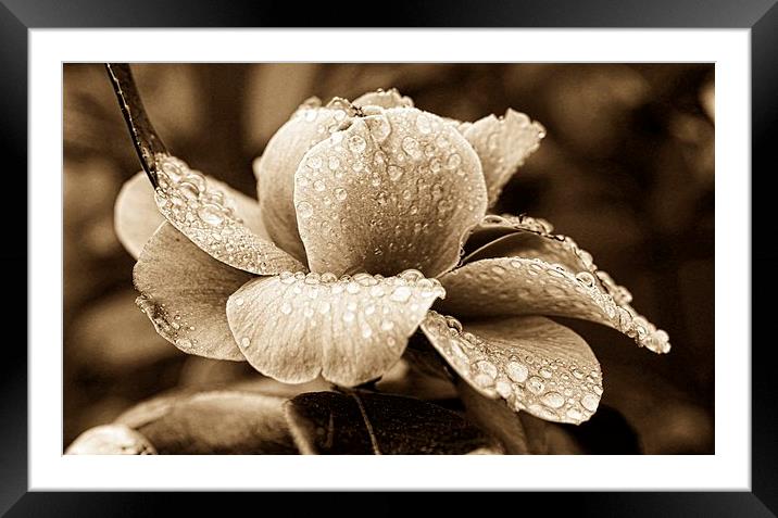 Sepia blossom Canvas by JCstudios Framed Mounted Print by JC studios LRPS ARPS