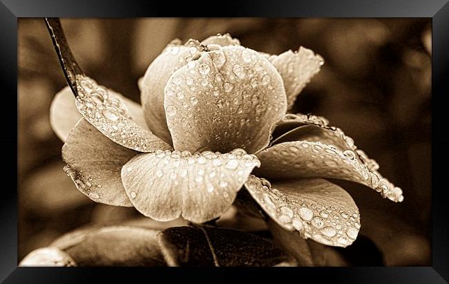 Sepia blossom Canvas by JCstudios Framed Print by JC studios LRPS ARPS
