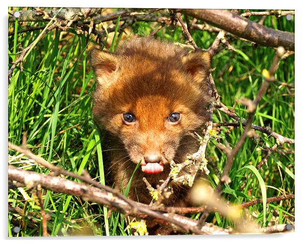 Friendly Fox Cub Acrylic by Edward Dyer