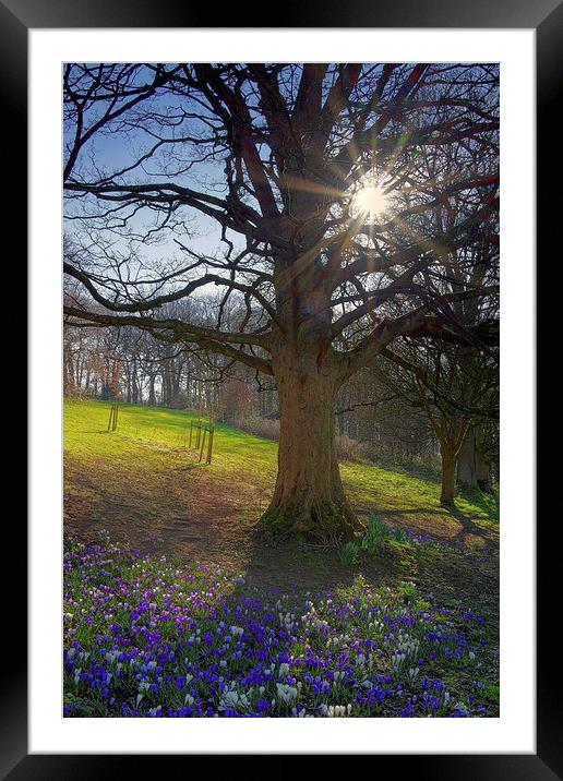 Springtime in Sheffield Framed Mounted Print by Darren Galpin