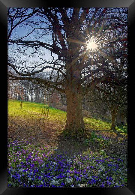 Springtime in Sheffield Framed Print by Darren Galpin