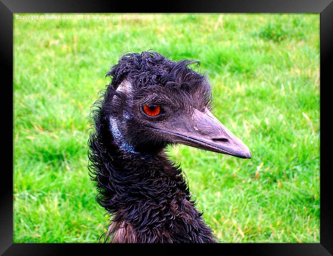 Emu Framed Print by Gwion Healy