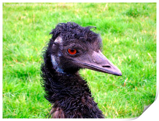 Emu Print by Gwion Healy