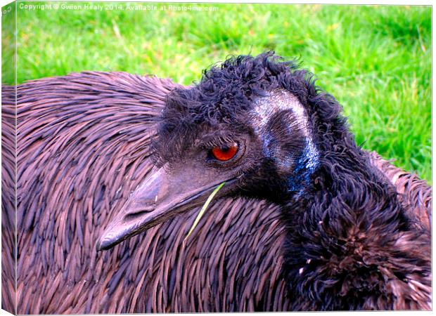 Emu chewing grass Canvas Print by Gwion Healy