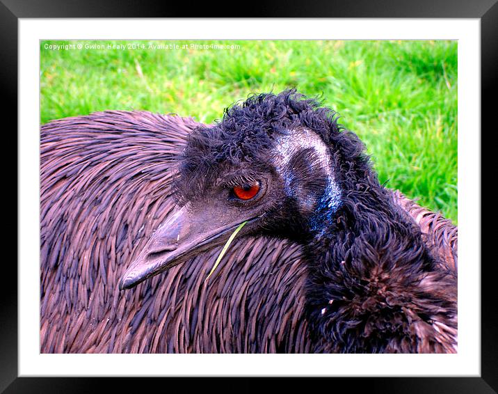 Emu chewing grass Framed Mounted Print by Gwion Healy