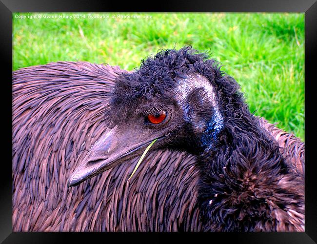 Emu chewing grass Framed Print by Gwion Healy
