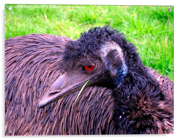 Emu chewing grass Acrylic by Gwion Healy