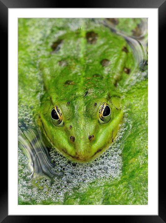 Green frog in pond Framed Mounted Print by Matthias Hauser