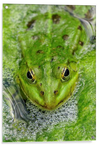 Green frog in pond Acrylic by Matthias Hauser