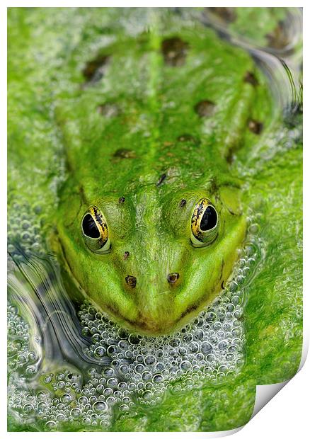 Green frog in pond Print by Matthias Hauser