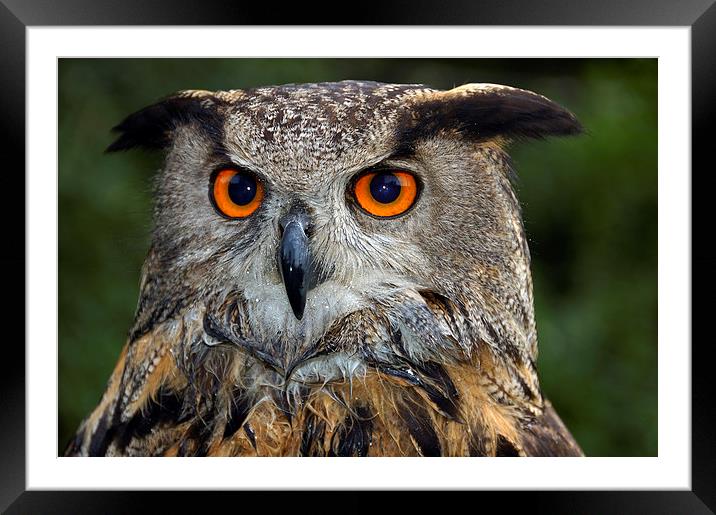 Eagle owl portrait Framed Mounted Print by Matthias Hauser