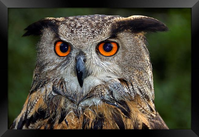 Eagle owl portrait Framed Print by Matthias Hauser