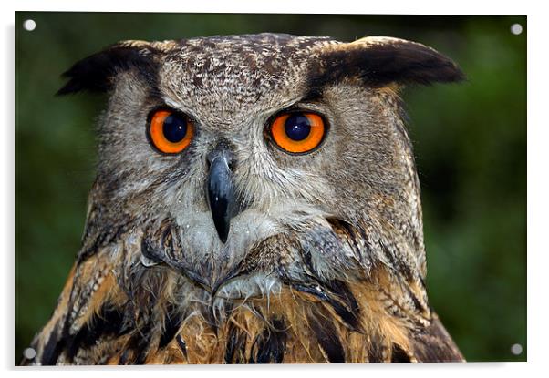 Eagle owl portrait Acrylic by Matthias Hauser