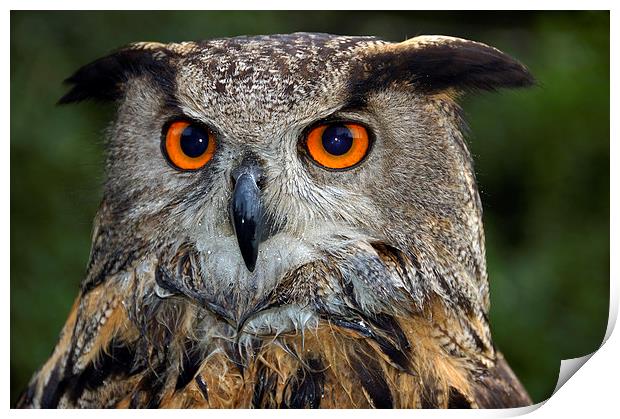 Eagle owl portrait Print by Matthias Hauser