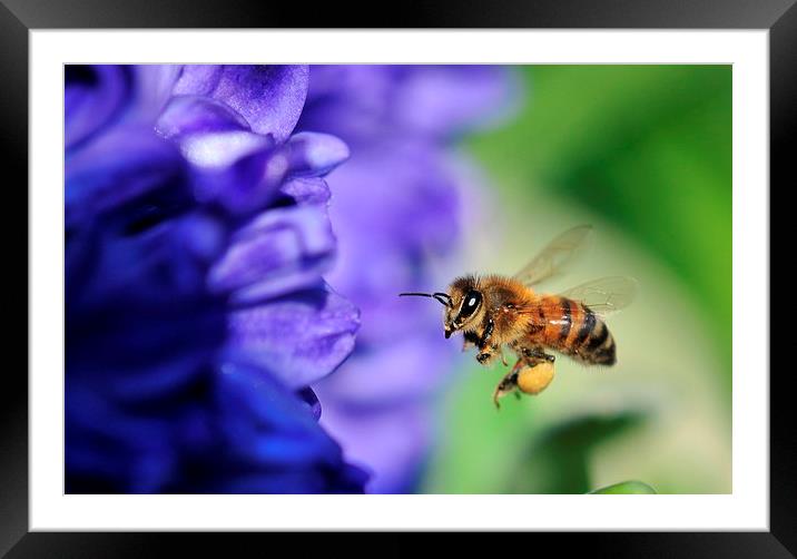 busy bee Framed Mounted Print by claire norman