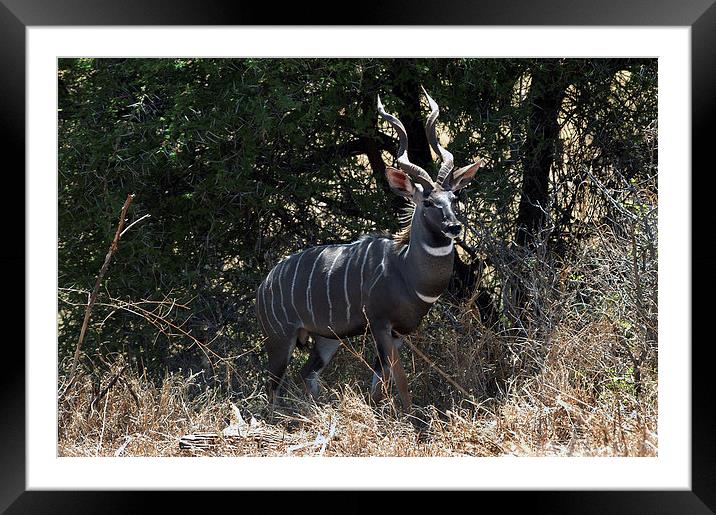 JST2975 Male Lesser Kudu Framed Mounted Print by Jim Tampin