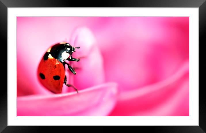 ladybird on pink flower Framed Mounted Print by claire norman