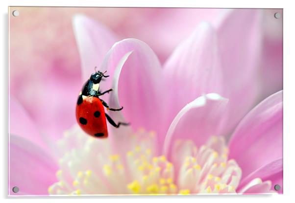 ladybird on pink flower Acrylic by claire norman