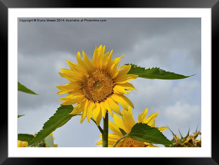Yellow Sunflower Framed Mounted Print by Diana Mower