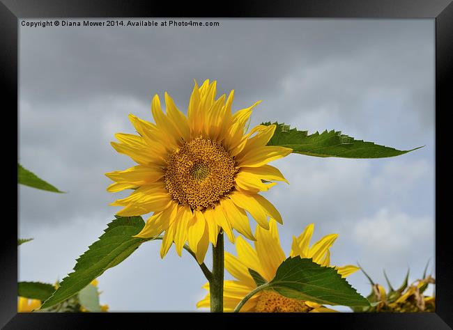 Yellow Sunflower Framed Print by Diana Mower