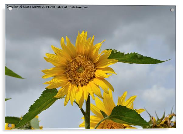 Yellow Sunflower Acrylic by Diana Mower