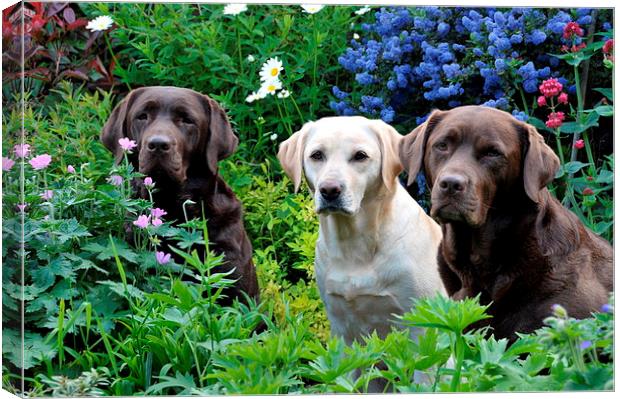 pretty garden and dogs Canvas Print by claire norman